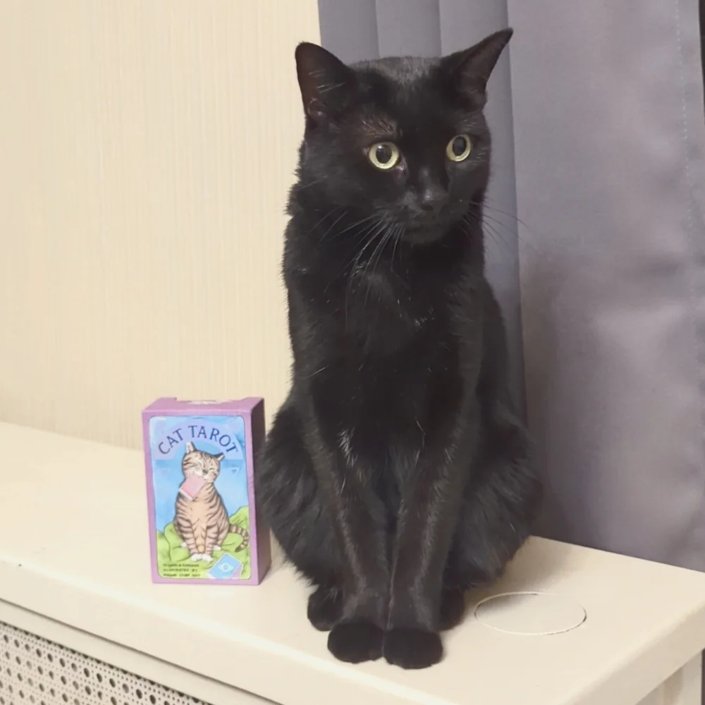 Cat Tarot - Cards & Book - NEW! 🔮 - Picture 4 of 4